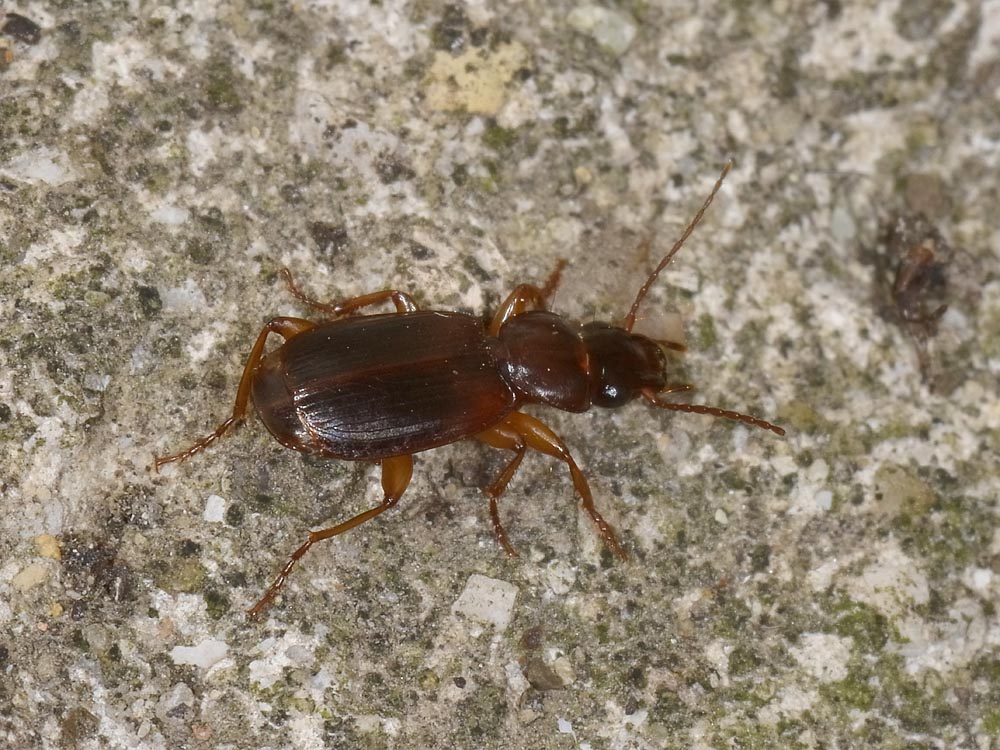 Carabide da Id.: Pseudomasoreus canigoulensis